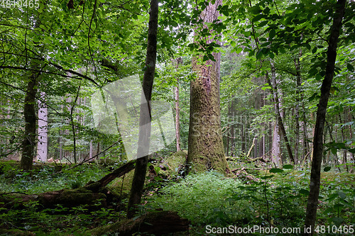 Image of Summertime deciduous forest wit dead trees