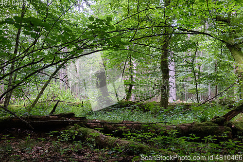 Image of Summertime deciduous forest wit dead trees