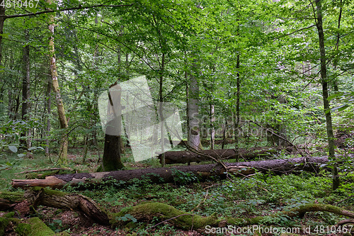 Image of Summertime deciduous forest wit dead trees