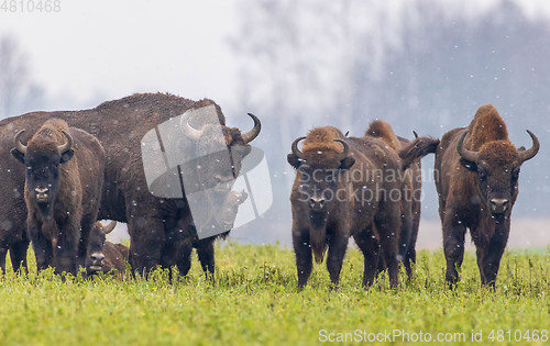 Image of European Bison herd resting in snowy field