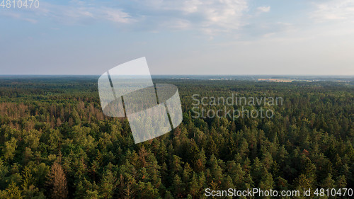 Image of Polish part of Bialowieza Forest to east