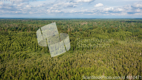 Image of Polish part of Bialowieza Forest to east