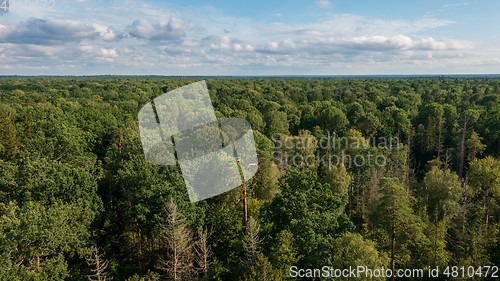 Image of Polish part of Bialowieza Forest to east