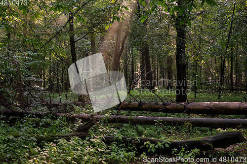 Image of Deciduous wet tree stand in morning mist