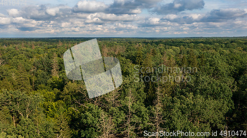Image of Polish part of Bialowieza Forest to east