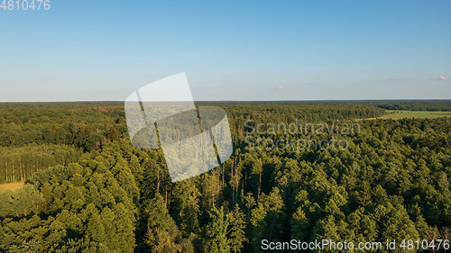 Image of Polish part of Bialowieza Forest to east