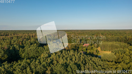 Image of Polish part of Bialowieza Forest to east