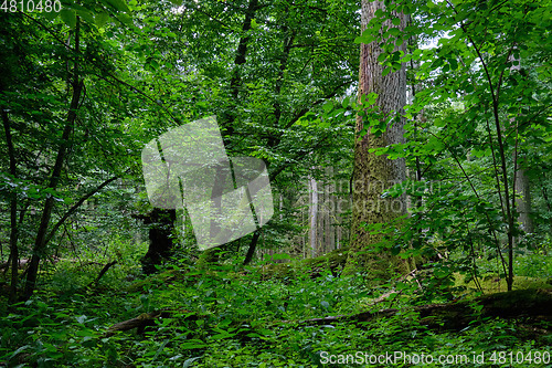 Image of Summertime deciduous forest wit dead trees