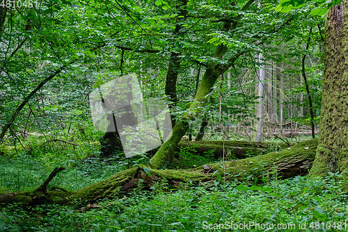 Image of Summertime deciduous forest with dead trees