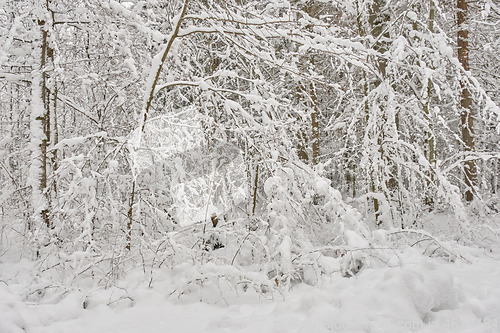 Image of Wintertime landscape of snowy deciduous stand