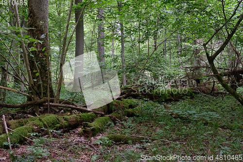 Image of Summertime deciduous forest with dead trees