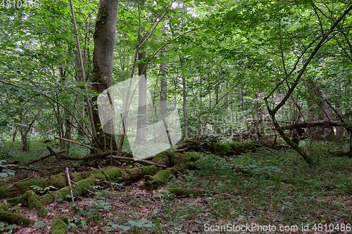 Image of Summertime deciduous forest with dead trees