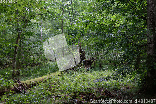 Image of Summertime deciduous forest with dead trees