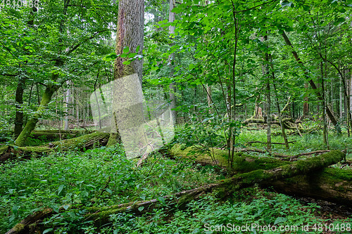 Image of Summertime deciduous forest wit dead trees