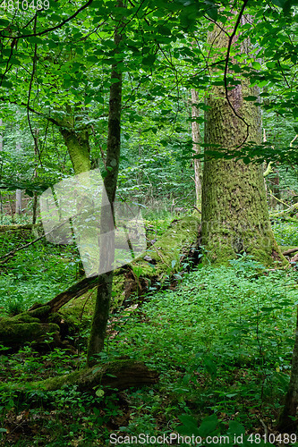 Image of Summertime deciduous forest wit dead trees