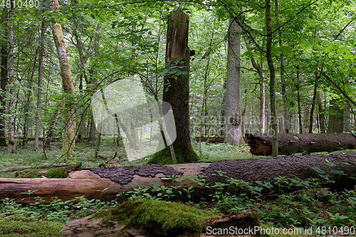 Image of Summertime deciduous forest wit dead trees