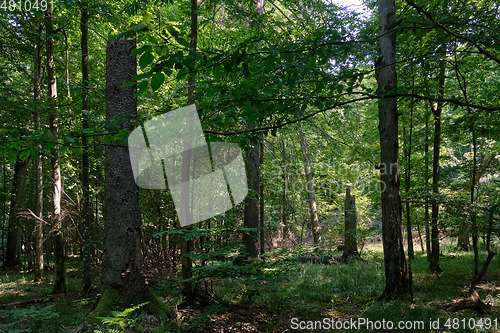 Image of Summertime deciduous forest wit dead spruce trees