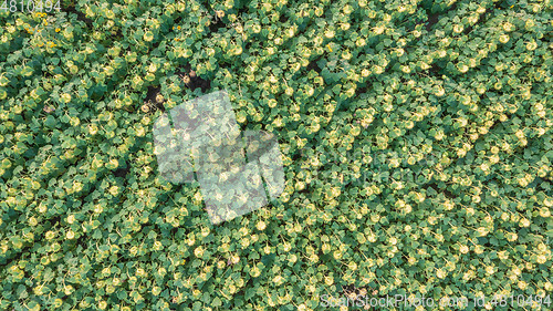 Image of Rows of Sunflower from above