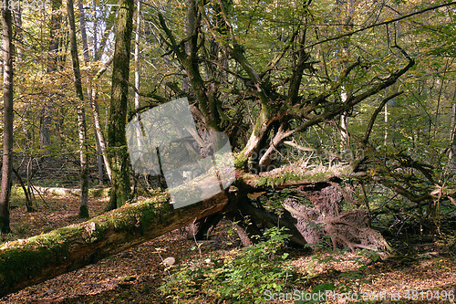 Image of Old dead spruce tree in autumn