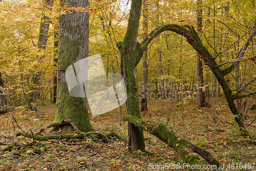 Image of Hornbeam trees and broken spruce lying behind