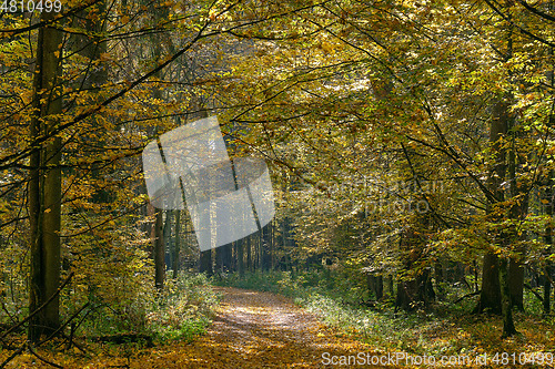 Image of Narrow ground road with trees along