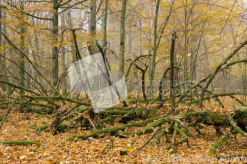 Image of Misty morning in autumnal forest