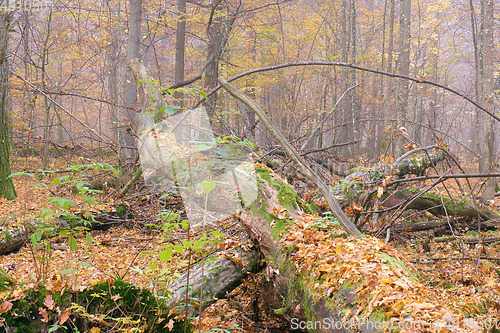Image of Misty morning in autumnal forest