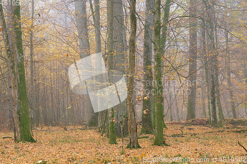 Image of Misty morning in autumnal forest