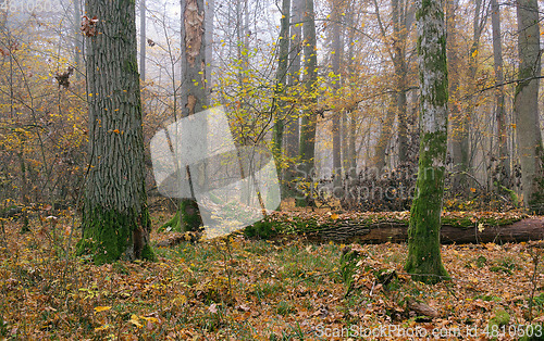 Image of Misty morning in autumnal forest
