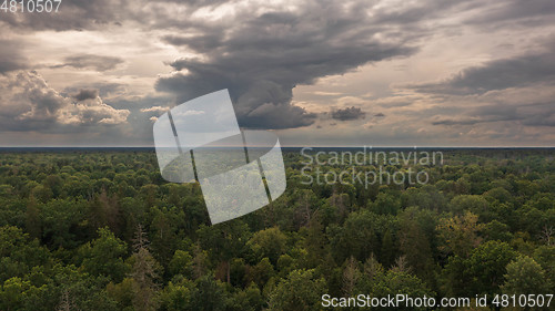 Image of Polish part of Bialowieza Forest to east