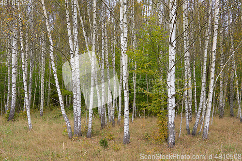 Image of Beautiful Autumnal Birch Grove