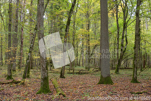 Image of Deciduous stand with hornbeams and oaks