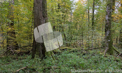 Image of Deciduous stand with hornbeams and oaks