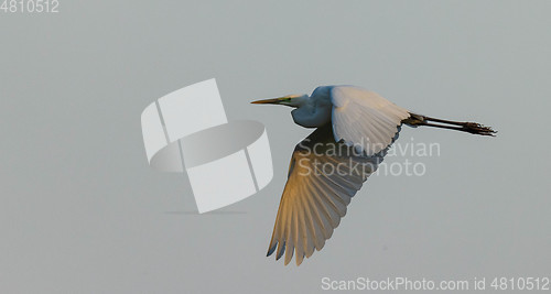 Image of Great Egret(Ardea alba) in flight