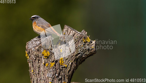 Image of Common redstart (Phoenicurus phoenicurus) on stump