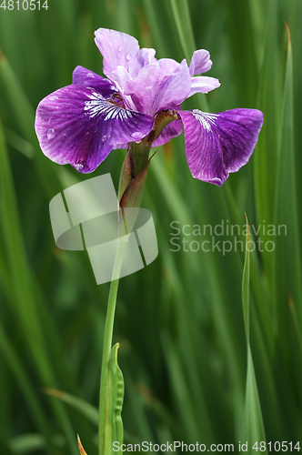 Image of Beautiful iris flower