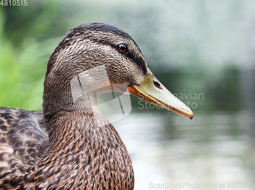 Image of Beautiful wild duck