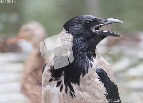 Image of Hooded crow close up