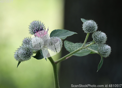 Image of Greater burdock flowers