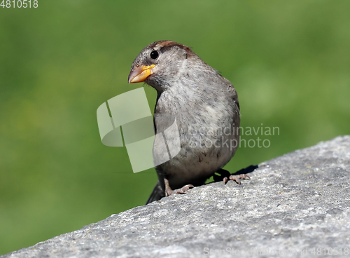 Image of Female House Sparrow