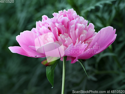 Image of Pink double flowered peony