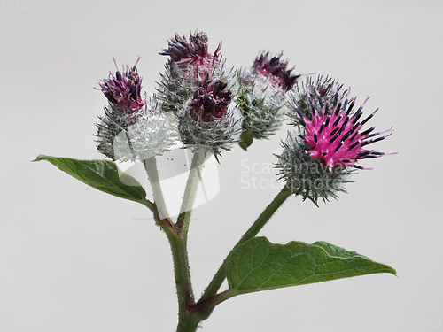 Image of Greater burdock flowers