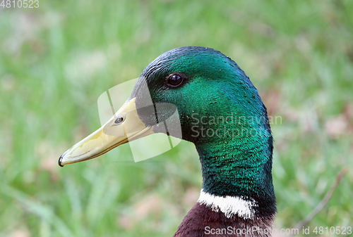 Image of Beautiful wild duck