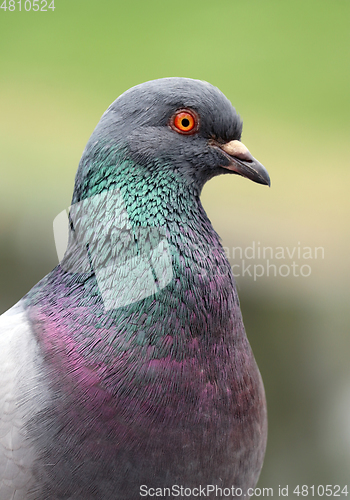 Image of Beautiful common pigeon