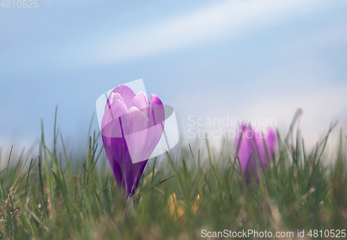 Image of Spring meadow background