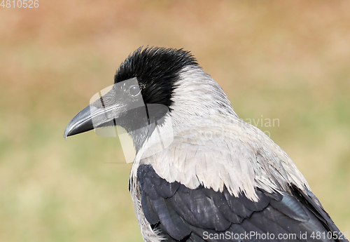 Image of Young hooded crow