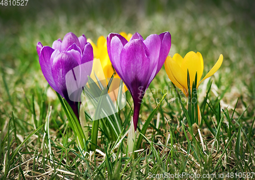 Image of Purple and yellow crocus flowers