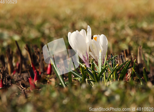 Image of White crocus flowers