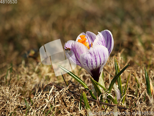 Image of Crocus flower and small bee