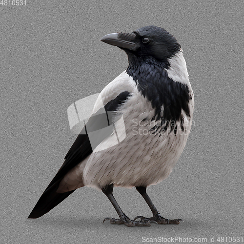 Image of Young Hooded Crow